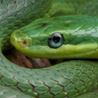 a green snake coiled