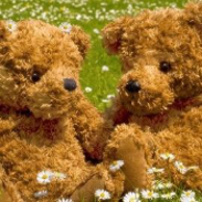 two teddy bears sitting together in a flower meadow