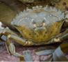 a crab sitting in seaweed