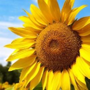 a sunflower in a field of sunflowers